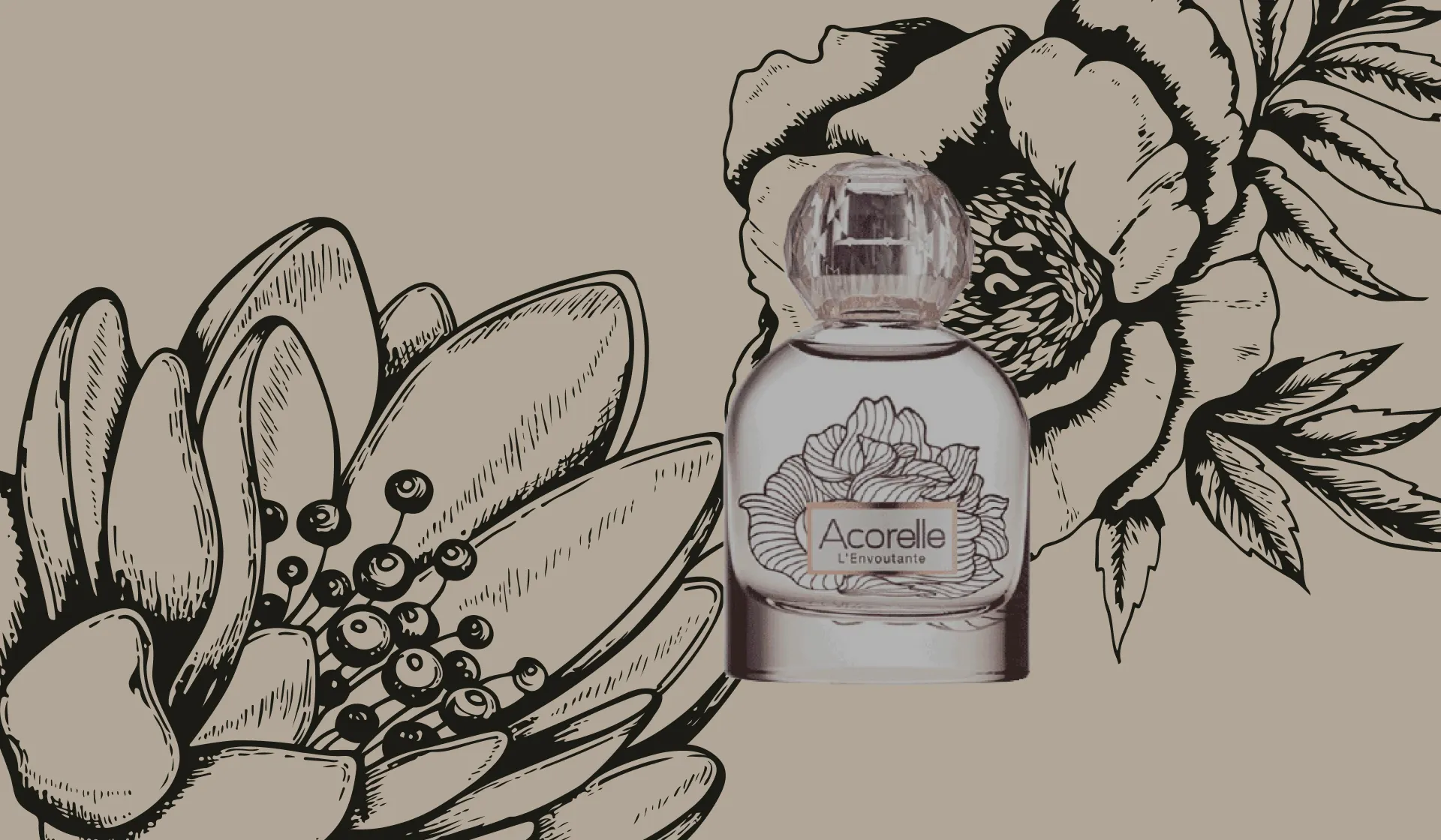 Acorelle perfume